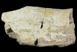 Fossil Triceratops Rib Section - North Dakota #118385-1